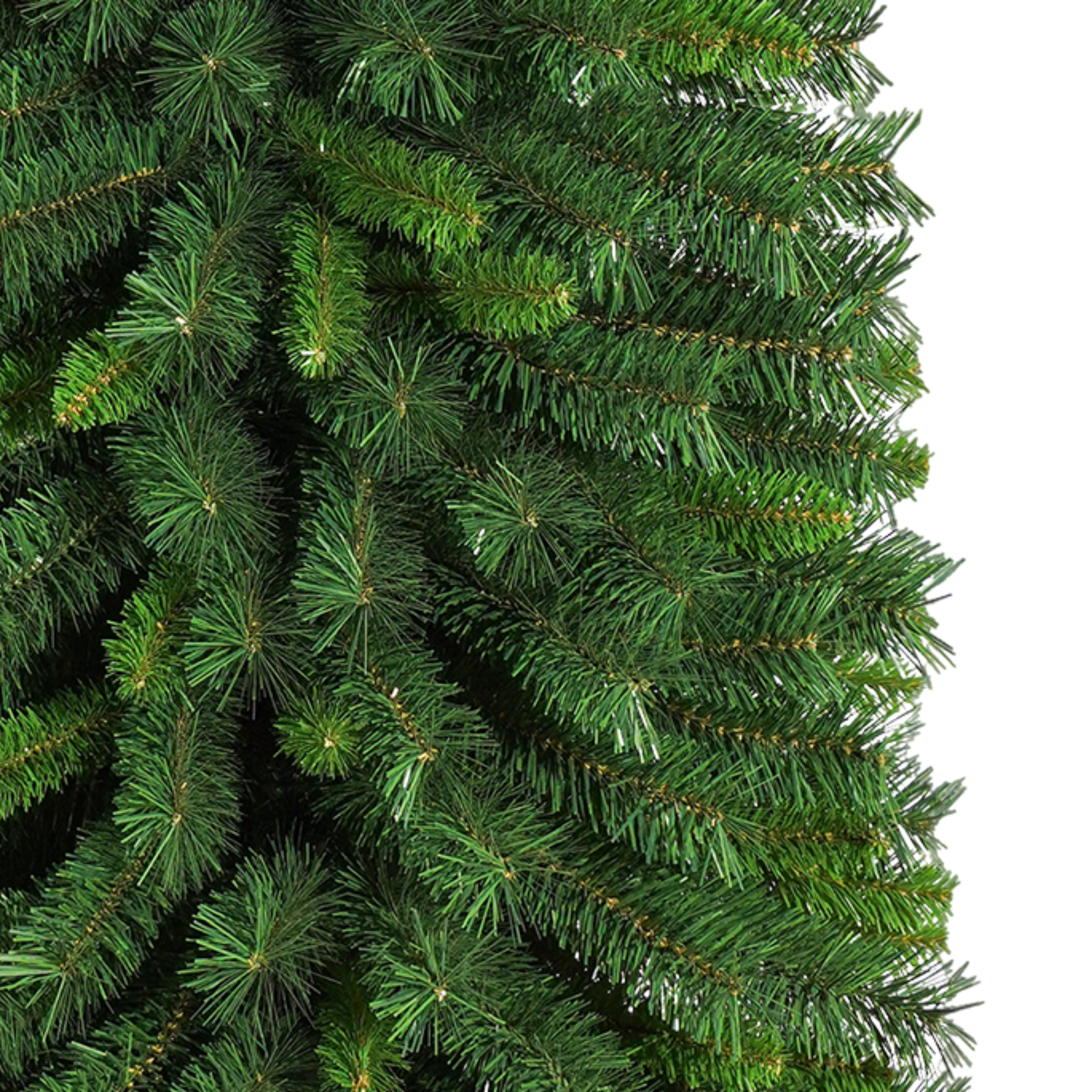 Sonoma Pencil Tree - 7 ft.