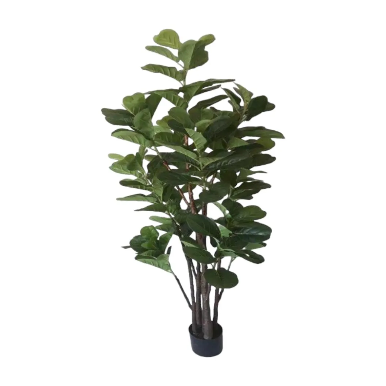 FICUS LYRATA TREE