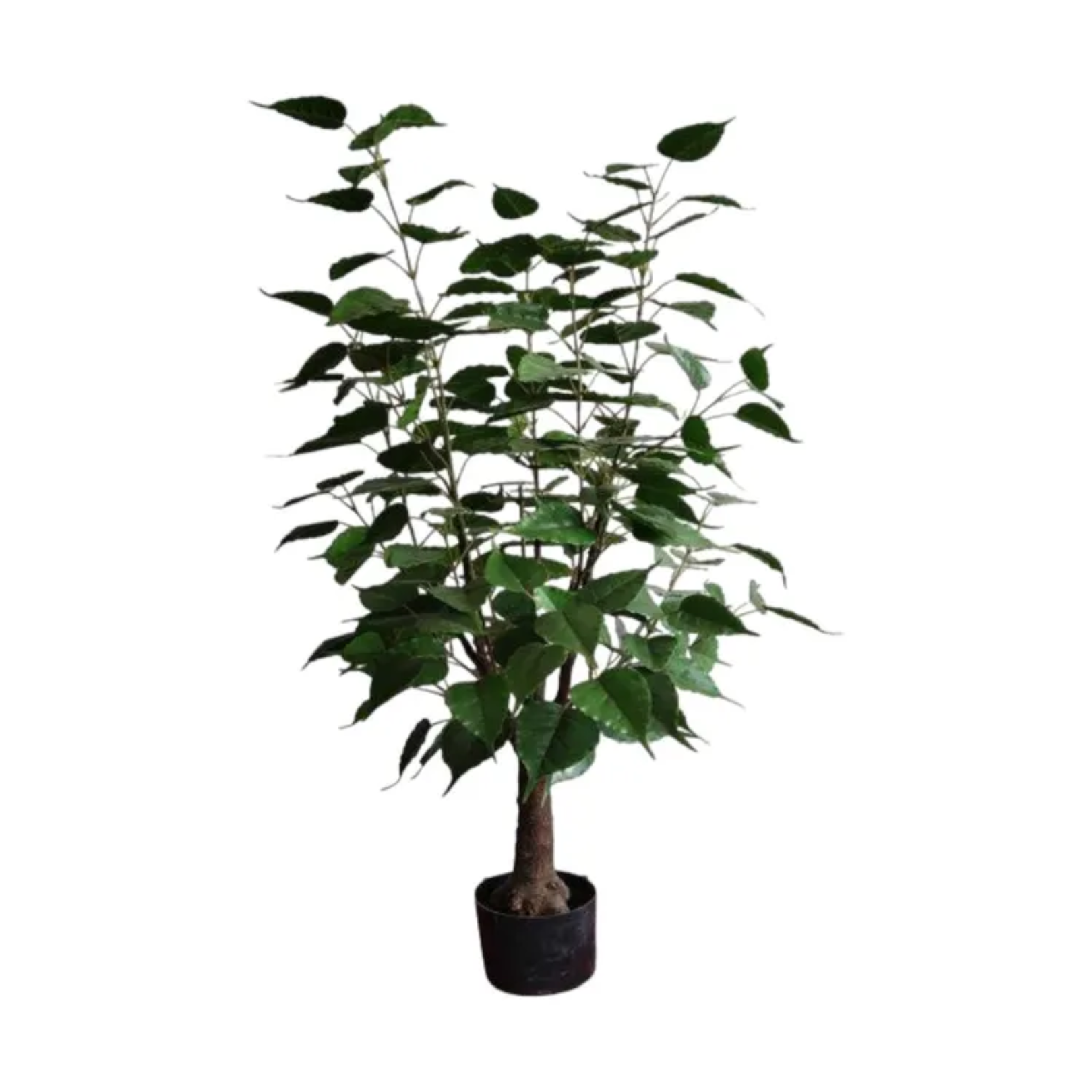 HIBISCUS TREE