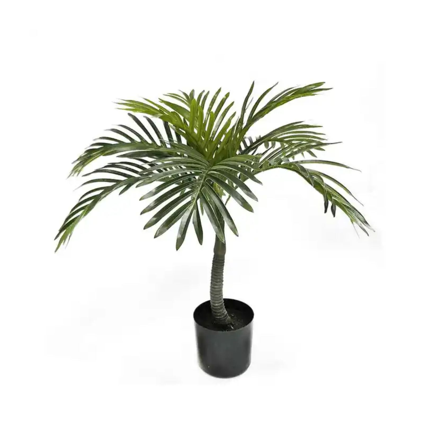 COCONUT PALM