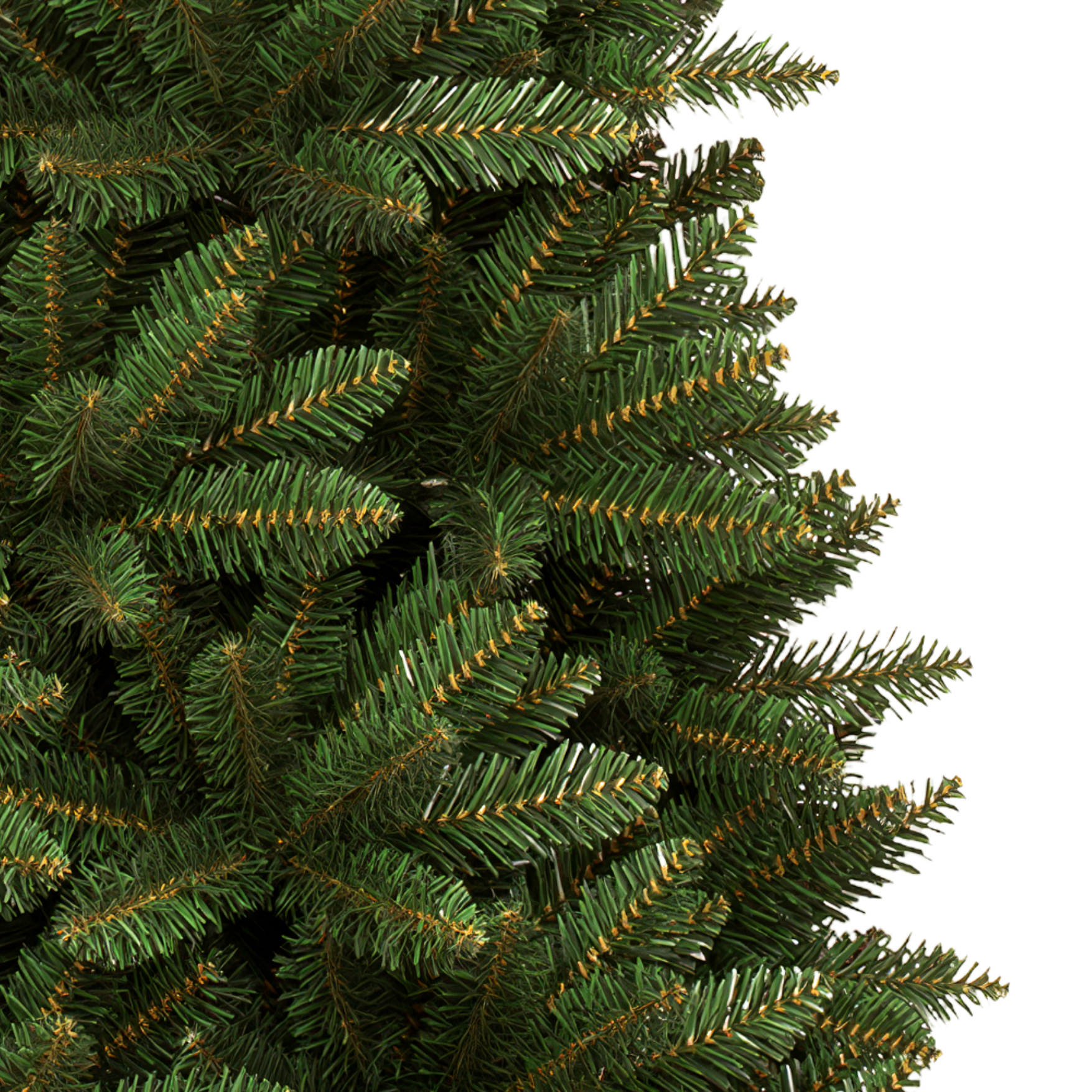 Acacia Slim Tree - 7.5 ft.