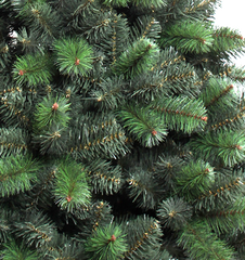Vail Tree - 7 ft.