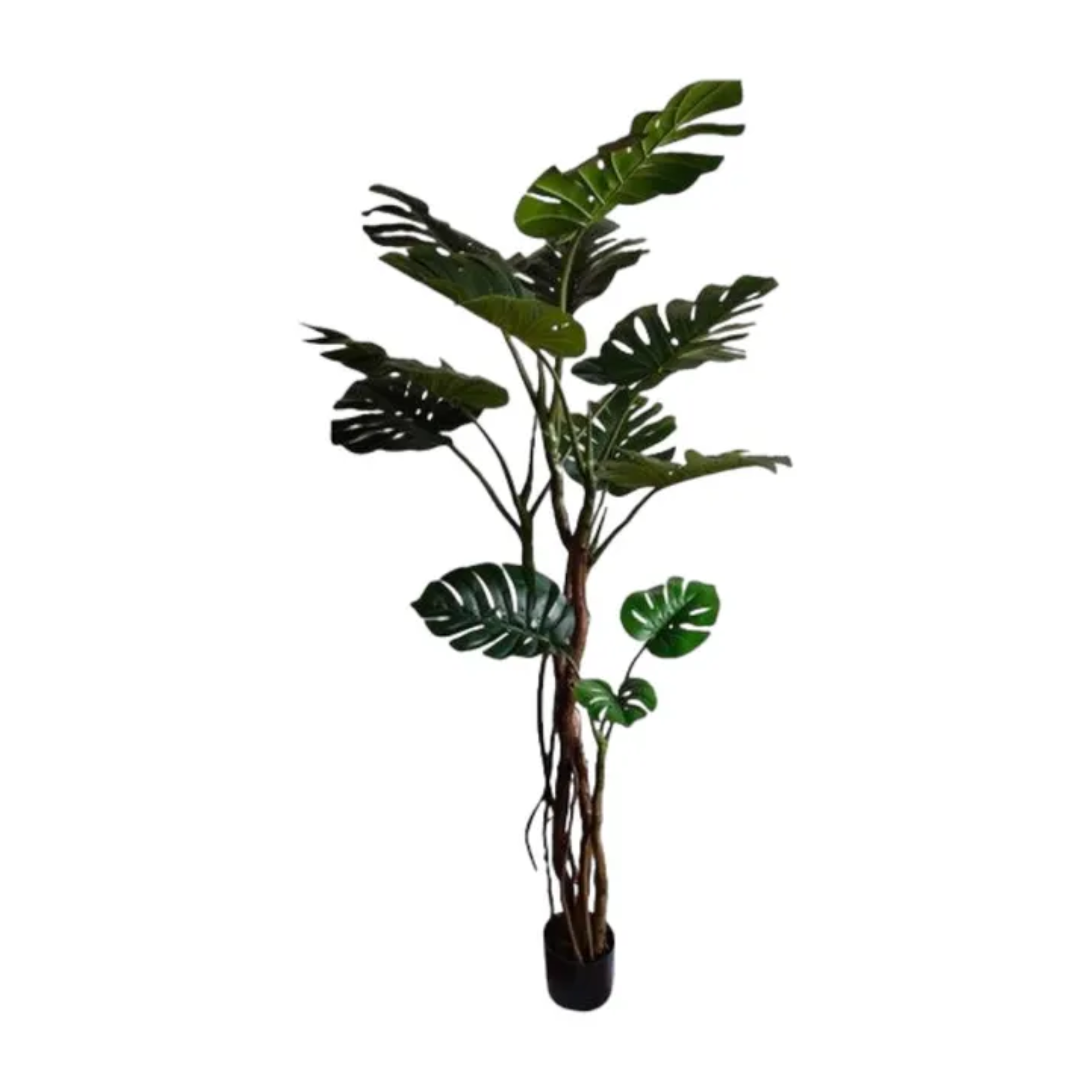 MONSTERA PLANT