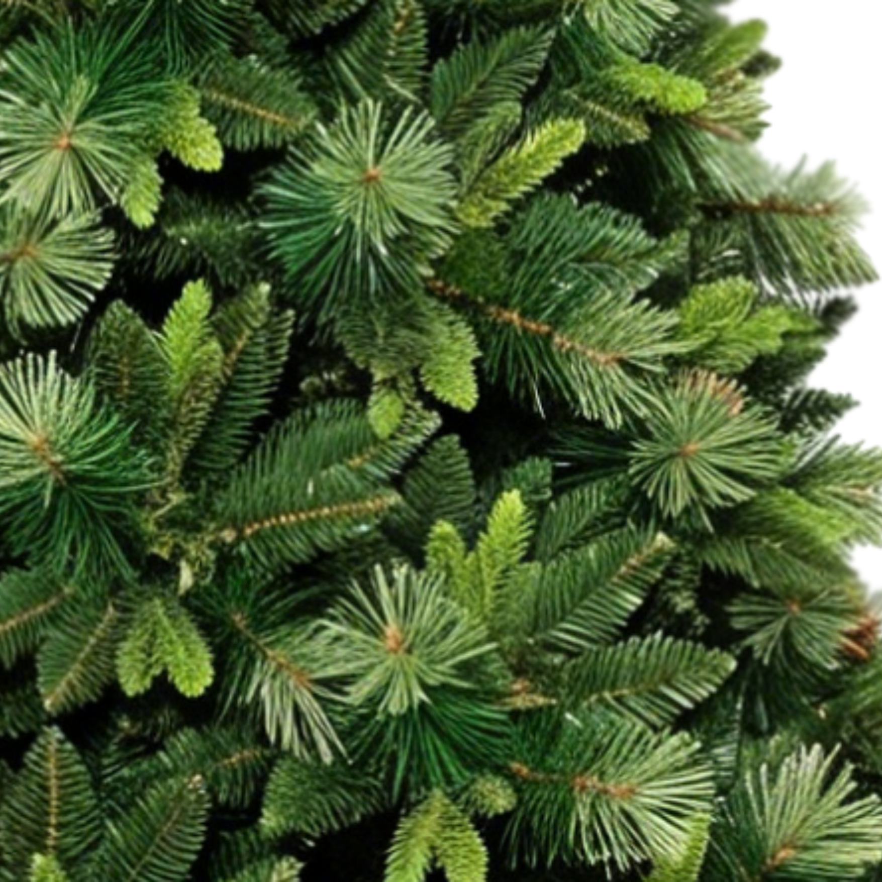 Windsor Tree – 7 ft.