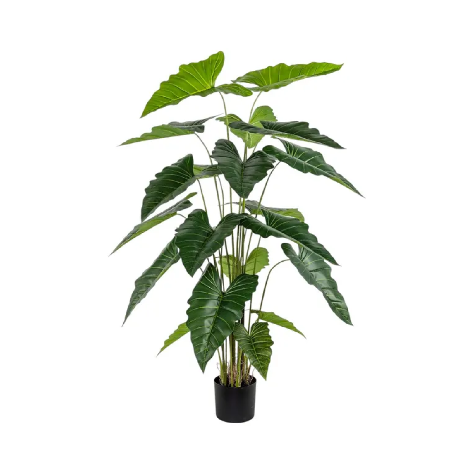 ALOCASIA RT