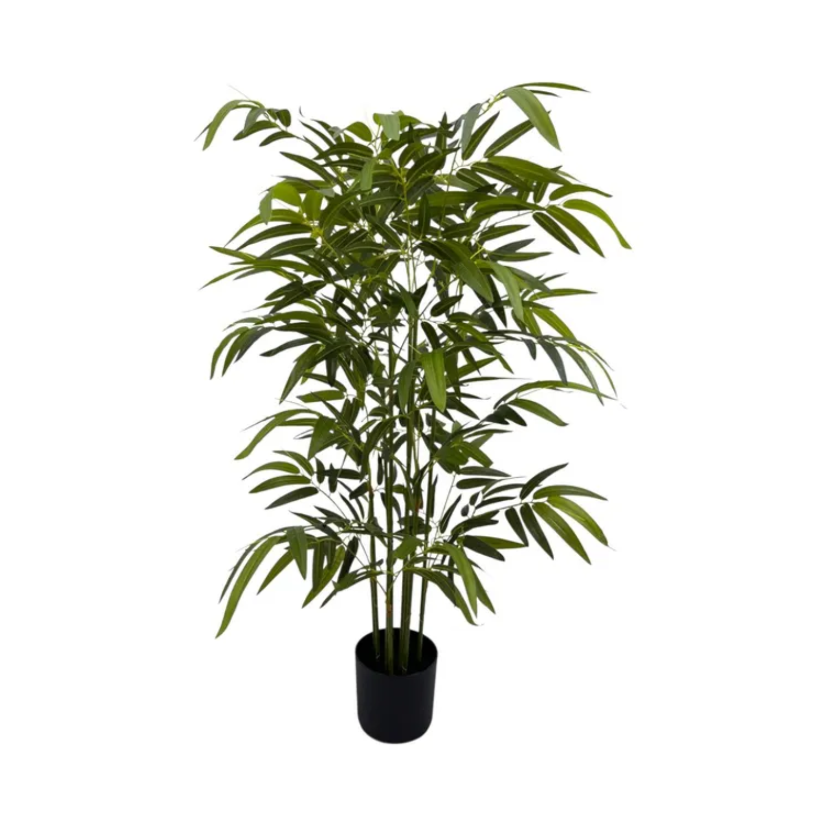 BAMBOO