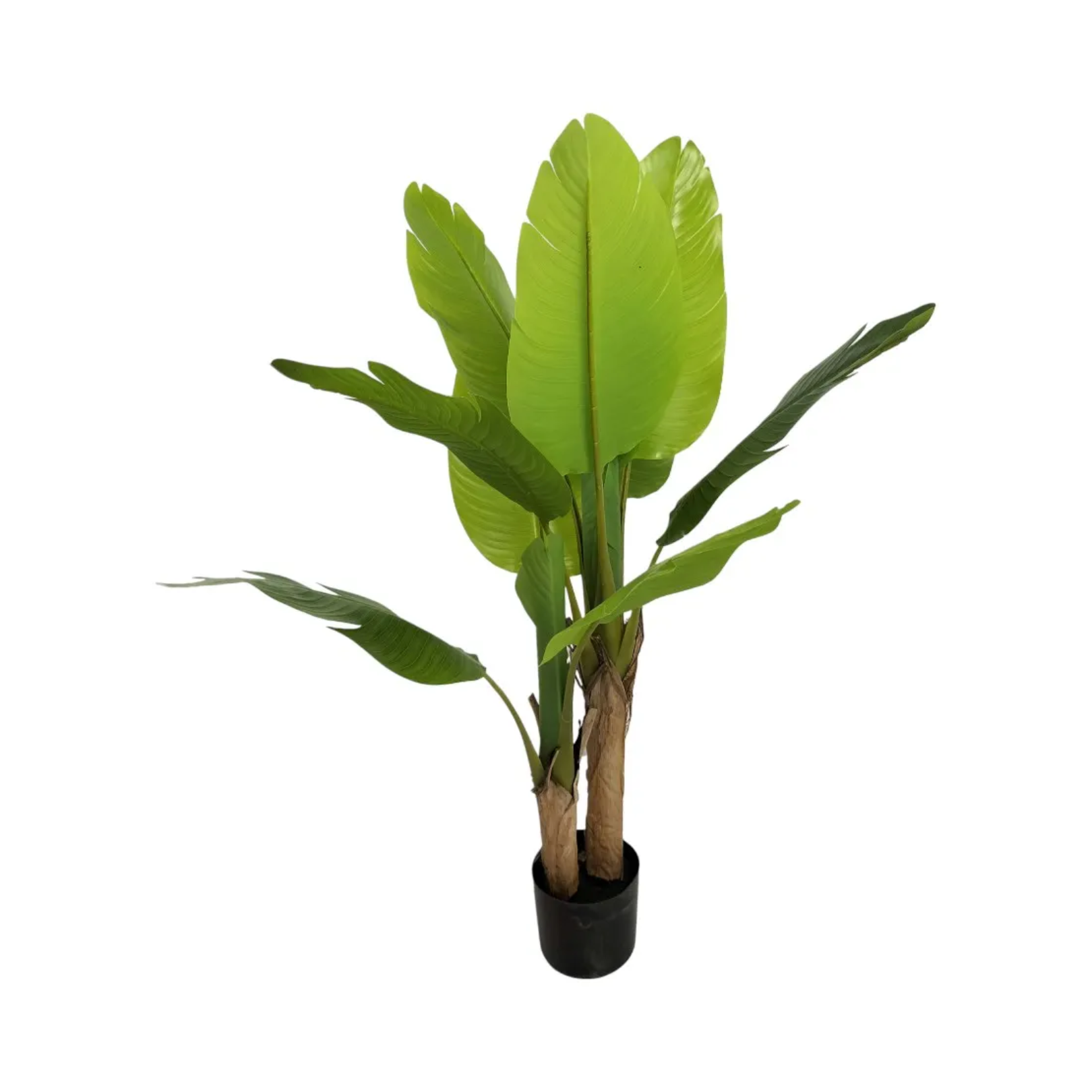 BANANA TREE