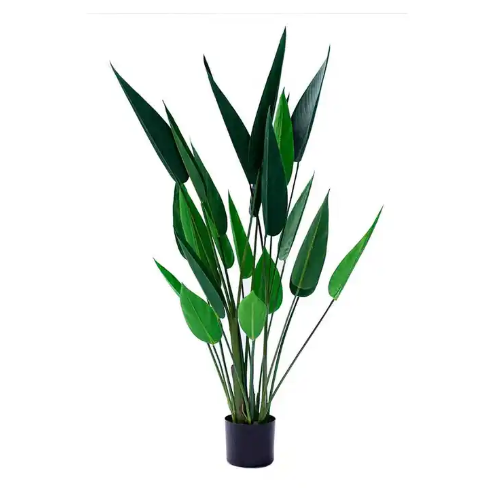 BIRD OF PARADISE