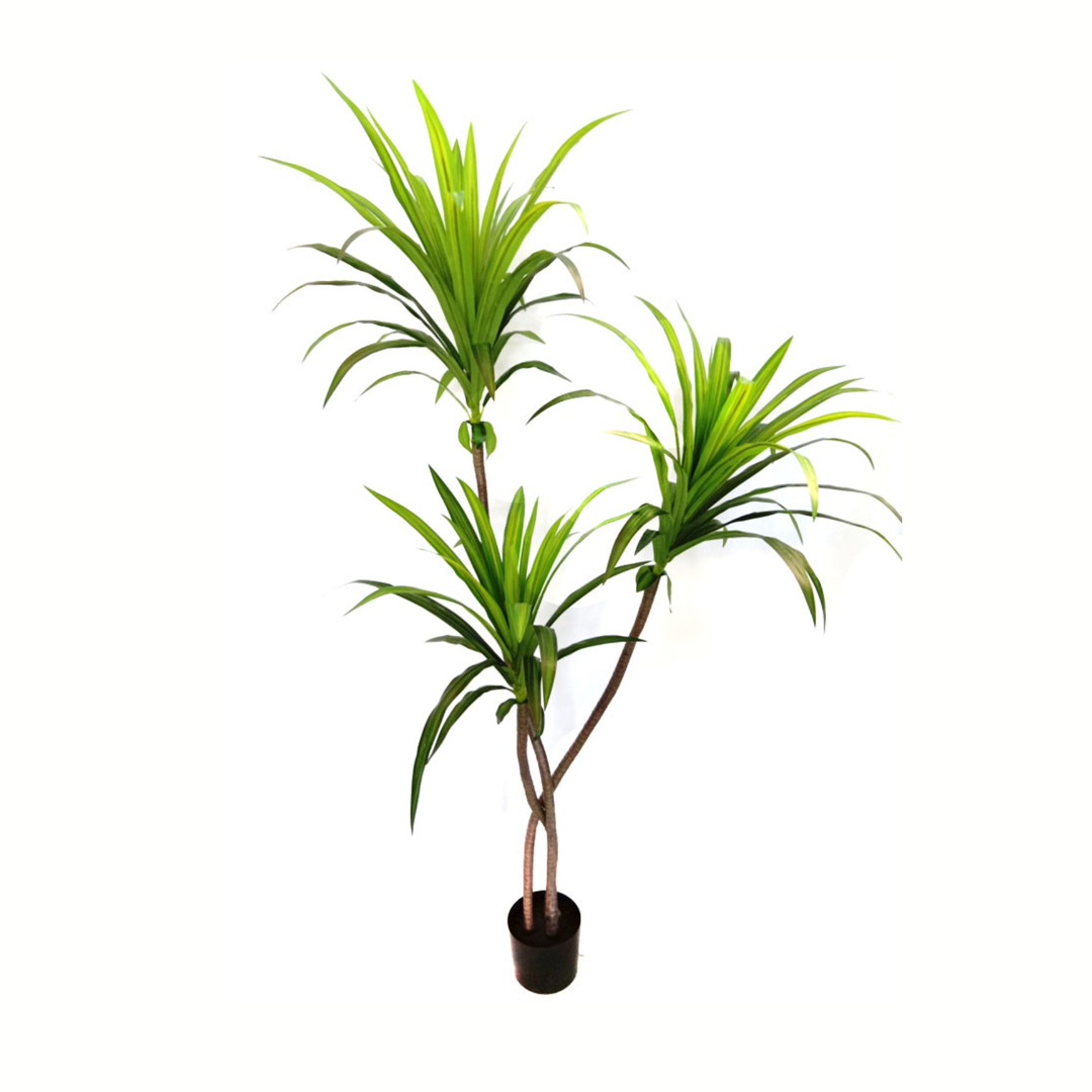 DRACAENA