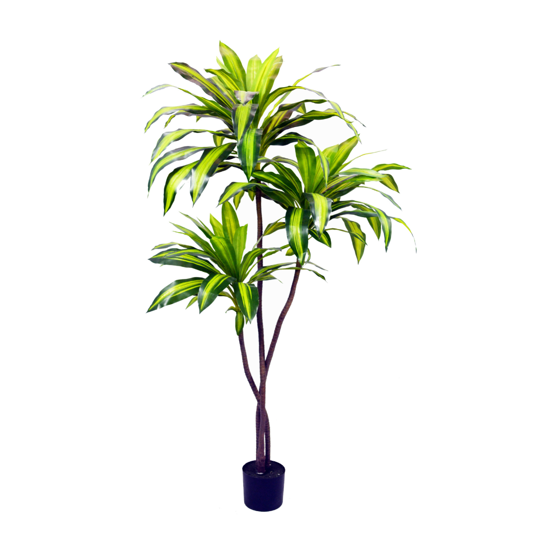 DRACAENA