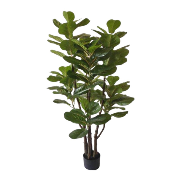 FICUS LYRATA – Aliss Puerto Rico